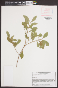 Lyonia fruticosa image