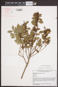 Lyonia fruticosa image