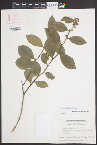 Lyonia lucida image