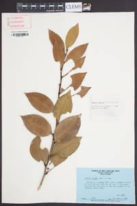 Lyonia lucida image