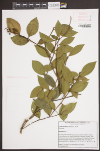Lyonia lucida image