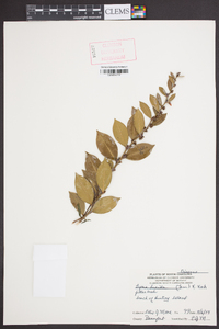 Lyonia lucida image
