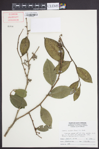 Lyonia lucida image