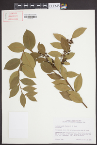 Lyonia lucida image