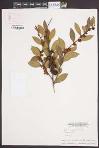 Lyonia lucida image