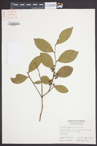 Lyonia lucida image