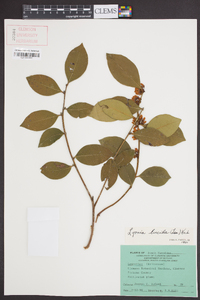 Lyonia lucida image