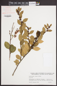 Lyonia lucida image