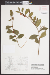 Lyonia lucida image