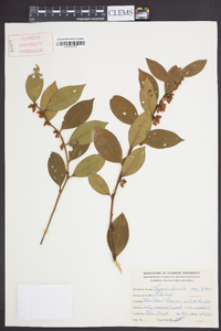 Lyonia lucida image