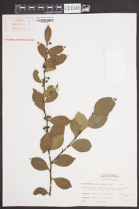 Lyonia lucida image