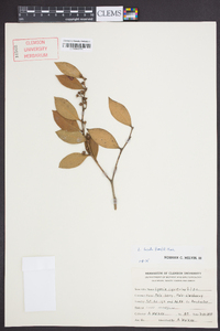 Lyonia lucida image