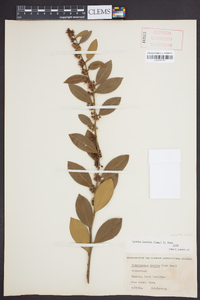 Lyonia lucida image