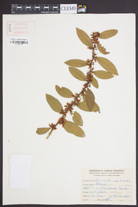 Lyonia lucida image