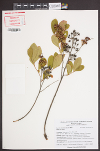 Lyonia mariana image