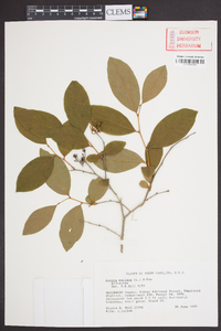 Lyonia mariana image