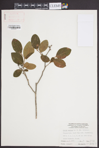 Lyonia mariana image