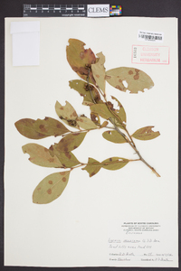 Lyonia mariana image