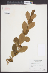 Lyonia mariana image