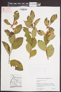 Lyonia mariana image