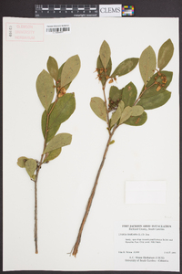 Lyonia mariana image