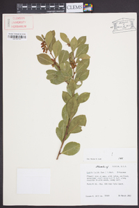 Lyonia lucida image