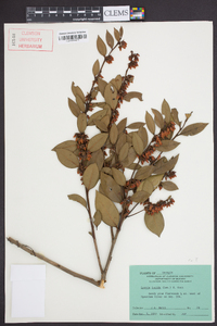 Lyonia lucida image