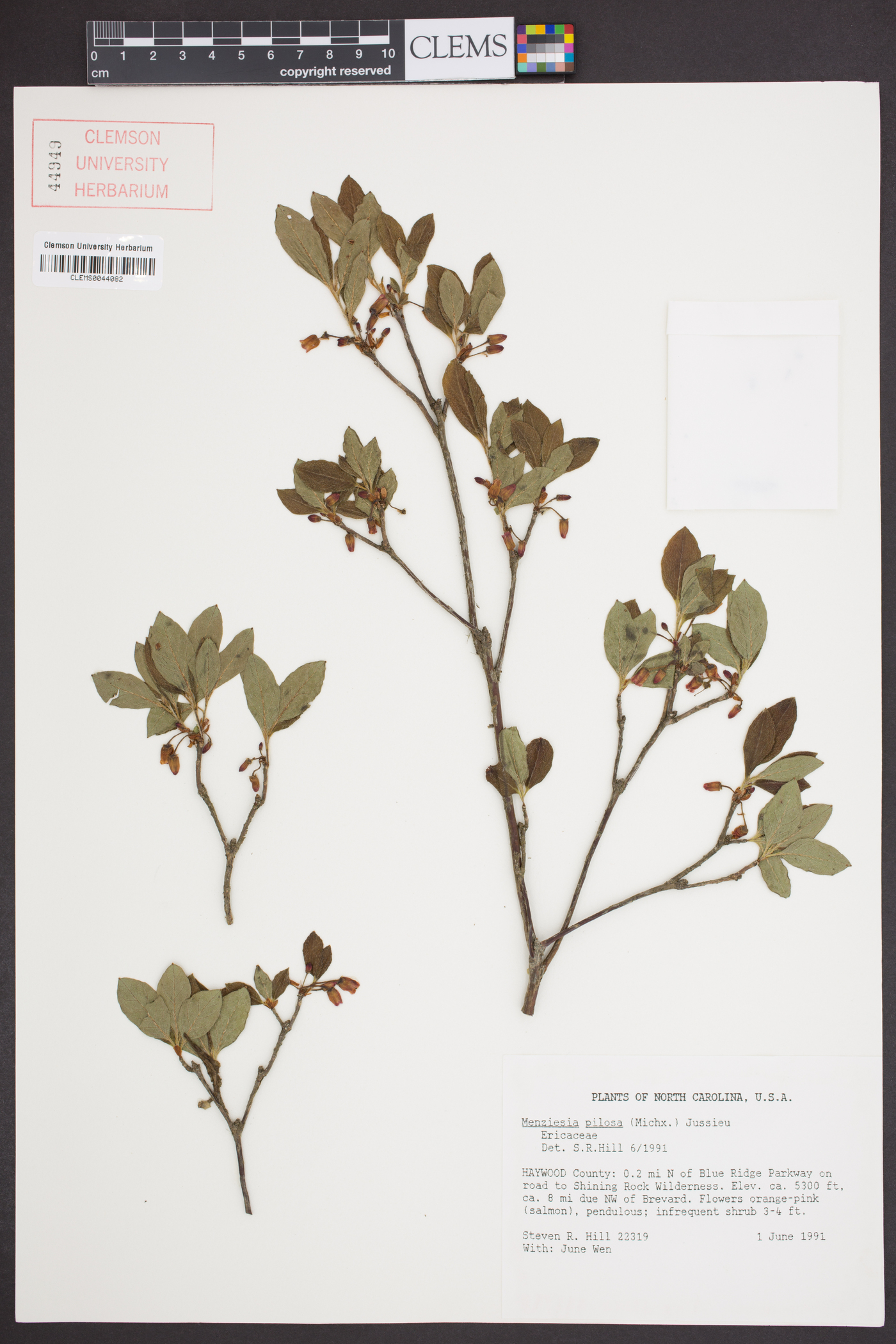 Rhododendron pilosum image