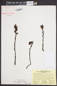 Hypopitys monotropa image