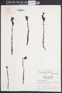 Hypopitys monotropa image