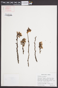 Hypopitys monotropa image