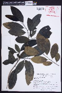 Oxydendrum arboreum image