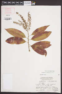 Oxydendrum arboreum image