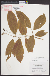 Oxydendrum arboreum image