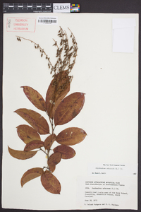 Oxydendrum arboreum image