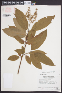 Oxydendrum arboreum image