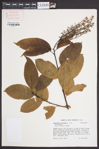 Oxydendrum arboreum image