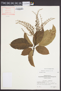 Oxydendrum arboreum image