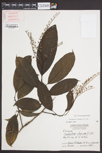 Oxydendrum arboreum image