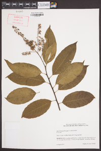 Oxydendrum arboreum image