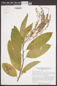 Oxydendrum arboreum image