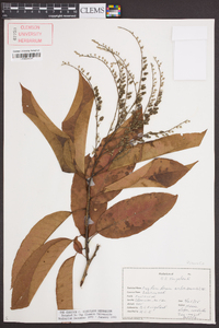 Oxydendrum arboreum image