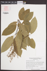 Oxydendrum arboreum image