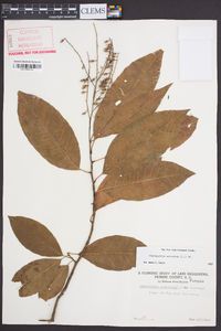 Oxydendrum arboreum image