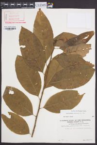 Oxydendrum arboreum image