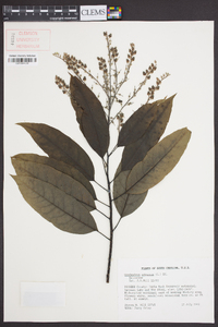 Oxydendrum arboreum image