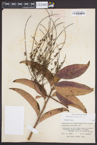 Oxydendrum arboreum image