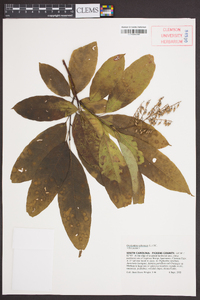 Oxydendrum arboreum image