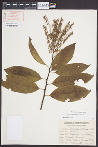 Oxydendrum arboreum image