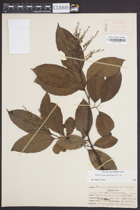 Oxydendrum arboreum image